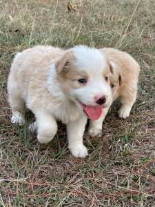 S AQUI VOC ENCONTRA BORDER COLLIE CRIADO POR MDICA VETERINRIA