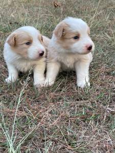 S AQUI VOC ENCONTRA BORDER COLLIE CRIADO POR MDICA VETERINRIA