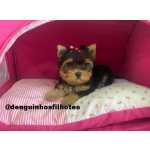 Yorkshire Terrier Filhote de Yorkshire Terrier em So Caetano do Sul