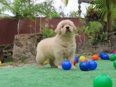 GOLDEN RETRIEVER MARAVILHOSA TAJJ MAHALL FILHOTE FMEA MICROCHIP CURITIBA EXCELENTE LINHAGEM