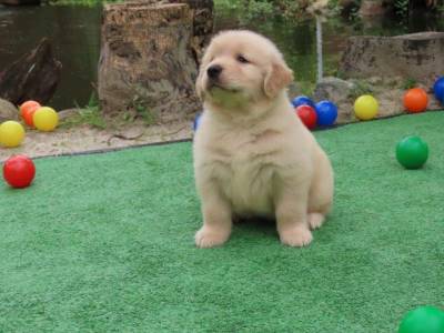 GOLDEN RETRIEVER MARAVILHOSA TAJJ MAHALL FILHOTE FMEA MICROCHIP CURITIBA EXCELENTE LINHAGEM