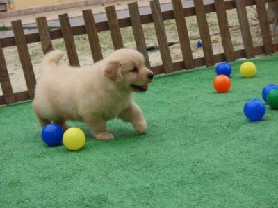 GOLDEN RETRIEVER MARAVILHOSA TAJJ MAHALL FILHOTE FMEA MICROCHIP CURITIBA EXCELENTE LINHAGEM
