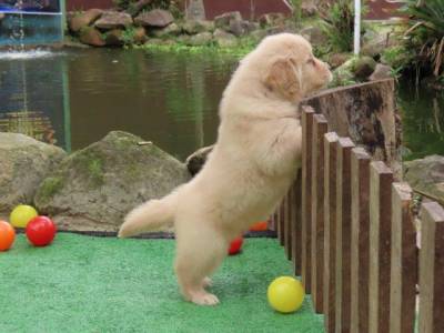 GOLDEN RETRIEVER MARAVILHOSA TAJJ MAHALL FILHOTE FMEA MICROCHIP CURITIBA EXCELENTE LINHAGEM