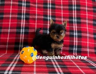 Venda de Filhote de Yorkshire Terrier Venda de Filhote de Yorkshire Terrier