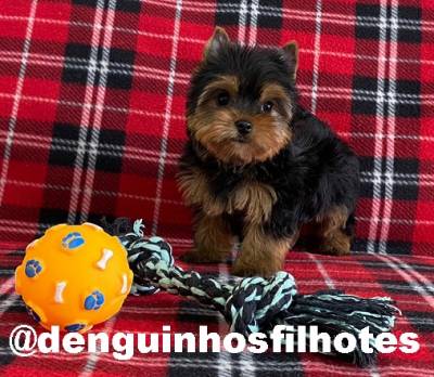 Yorkshire Terrier no ABC Yorkshire Terrier no ABC