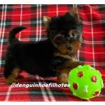 Yorkshire Terrier Yorkshire Macho e Yorkshire Fmea