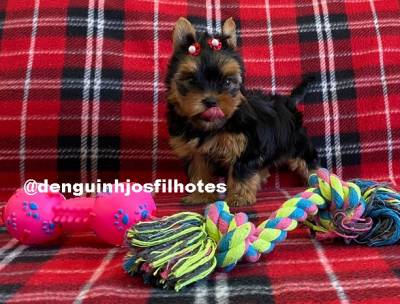 Filhote de Yorkshire Terrier em São Paulo Filhote de Yorkshire Terrier em São Paulo