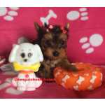 Yorkshire Terrier Venda de Filhote de Yorkshire SP