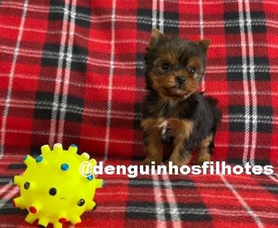 Filhote de Yorkshire Terrier Macho e Fêmea em SP Filhote de Yorkshire Terrier Macho e Fêmea em SP