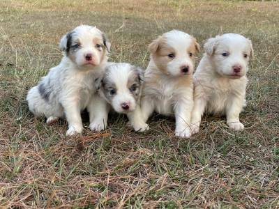 NOSSA FAMLIA DE BORDER COLLIE EST LINDA ESCOLHA UM PARA FAZER PARTE DA SUA