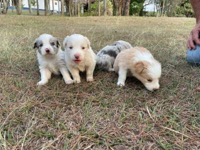 NOSSA FAMLIA DE BORDER COLLIE EST LINDA ESCOLHA UM PARA FAZER PARTE DA SUA