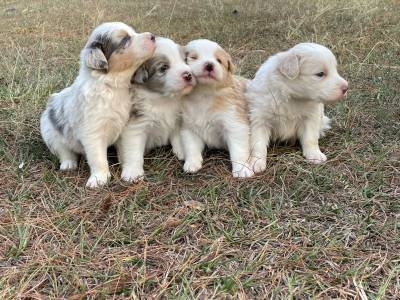 NOSSA FAMLIA DE BORDER COLLIE EST LINDA ESCOLHA UM PARA FAZER PARTE DA SUA