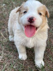 NOSSA FAMLIA DE BORDER COLLIE EST LINDA ESCOLHA UM PARA FAZER PARTE DA SUA