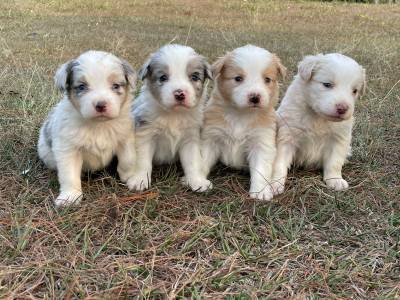 NOSSA FAMLIA DE BORDER COLLIE EST LINDA ESCOLHA UM PARA FAZER PARTE DA SUA