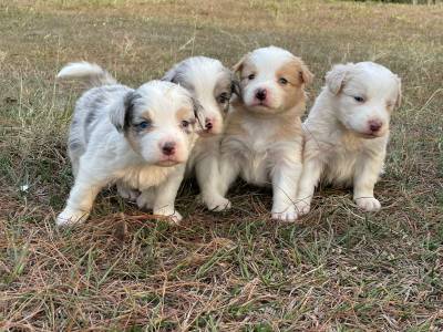 NOSSA FAMLIA DE BORDER COLLIE EST LINDA ESCOLHA UM PARA FAZER PARTE DA SUA