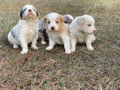 NOSSA FAMLIA DE BORDER COLLIE EST LINDA ESCOLHA UM PARA FAZER PARTE DA SUA