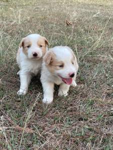 NOSSA FAMLIA DE BORDER COLLIE EST LINDA ESCOLHA UM PARA FAZER PARTE DA SUA