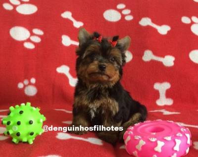Venda de Filhote de Yorkshire Terrier Venda de Filhote de Yorkshire Terrier