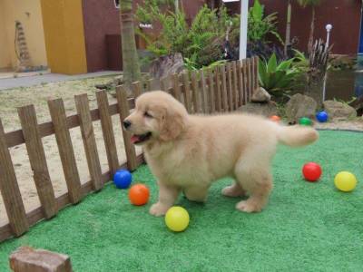Golden Retriever  Fmea lindssima Tajj Mahall Microchipada Dois meses de idade