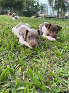 NOSSOS FILHOTES DE FOX PAULISTINHAS ESTO UMAS GRACINHAS E SO CRIADOS POR MDICA VETERINRIA