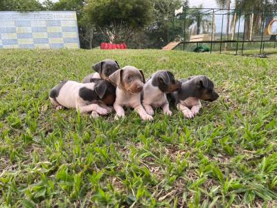 NOSSOS FILHOTES DE FOX PAULISTINHAS ESTO UMAS GRACINHAS E SO CRIADOS POR MDICA VETERINRIA