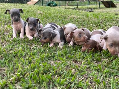 NOSSOS FILHOTES DE FOX PAULISTINHAS ESTO UMAS GRACINHAS E SO CRIADOS POR MDICA VETERINRIA