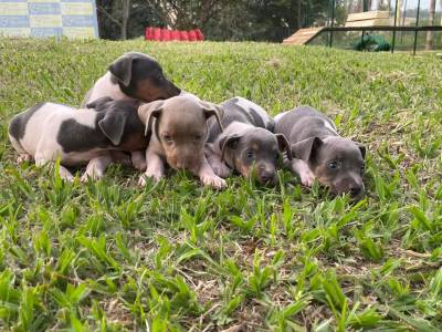NOSSOS FILHOTES DE FOX PAULISTINHAS ESTO UMAS GRACINHAS E SO CRIADOS POR MDICA VETERINRIA