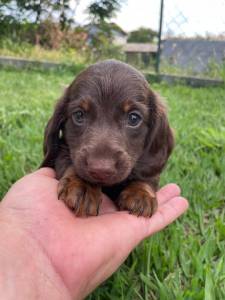 TECKEL DACHSHUND FILHOTES EM CORES VARIADAS  VENDA
