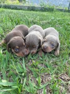 TECKEL DACHSHUND FILHOTES EM CORES VARIADAS  VENDA