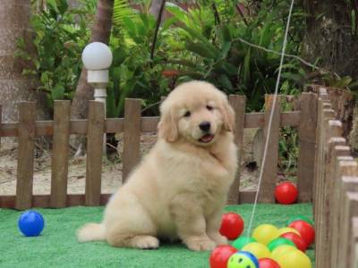 GOLDEN RETRIEVER TAJJ MAHALL FILHOTE FMEA MICROCHIP LINDSSIMA CURITIBA VACINA IMPORTADA