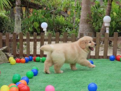 GOLDEN RETRIEVER TAJJ MAHALL FILHOTE FMEA MICROCHIP LINDSSIMA CURITIBA VACINA IMPORTADA