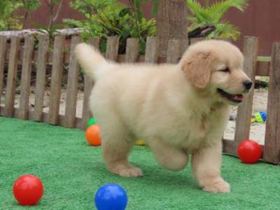GOLDEN RETRIEVER TAJJ MAHALL FILHOTE FMEA MICROCHIP LINDSSIMA CURITIBA VACINA IMPORTADA