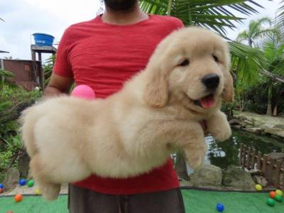 GOLDEN RETRIEVER TAJJ MAHALL FILHOTE FMEA MICROCHIP LINDSSIMA CURITIBA VACINA IMPORTADA