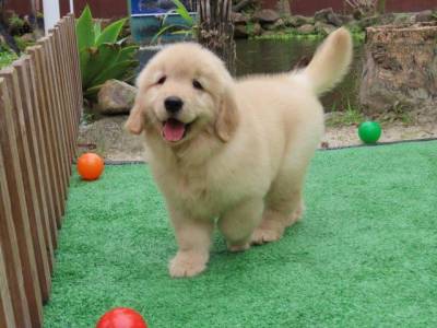 GOLDEN RETRIEVER TAJJ MAHALL FILHOTE FMEA MICROCHIP LINDSSIMA CURITIBA VACINA IMPORTADA