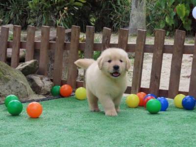 Golden Retriever filhote Macho Tajj Mahall  Microchip Vacinas importadas Curitiba
