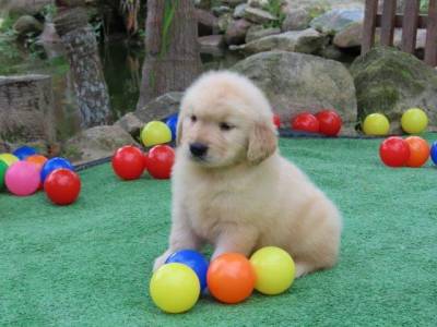 Golden Retriever filhote Macho Tajj Mahall  Microchip Vacinas importadas Curitiba