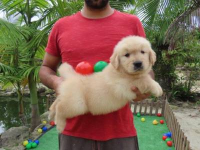 Golden Retriever filhote Macho Tajj Mahall  Microchip Vacinas importadas Curitiba