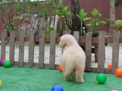 Golden Retriever filhote Macho Tajj Mahall  Microchip Vacinas importadas Curitiba