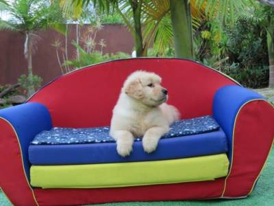 Golden Retriever filhote Macho Tajj Mahall  Microchip Vacinas importadas Curitiba