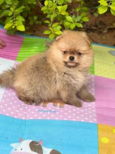 SABE O SPITZ ALEMO DOS SEUS SONHOS ELE EST AQUI E  CRIADOS POR MDICA VETERINRIA