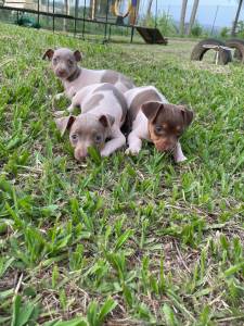 GRACINHAS DE FOX PAULISTINHAS AQUI CES CRIADOS POR MDICA VETERINRIA