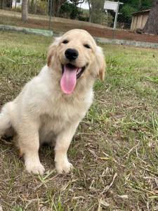 NOSSOS FILHOTES DE GOLDEN RETRIEVER SO CRIADOS POR MDICA VETERINRIA