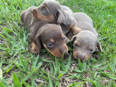 FILHOTES DE TECKELS CRIADOS E ENTREGUES POR MDICA VETERINRIA