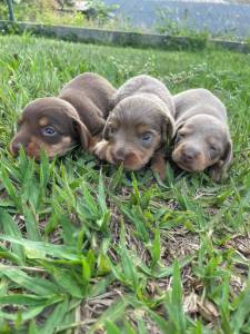 IMAGINE UM TECKEL NA SUA RVORE DE NATAL CES LINDOS E CRIADOS POR MDICA VETERINRIA
