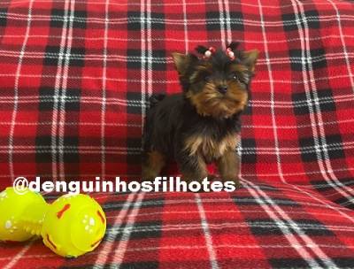 Filhote de Yorkshire no ABC Filhote de Yorkshire no ABC