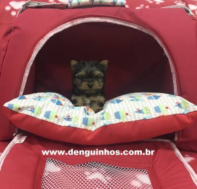 Filhote de Yorkshire Terrier em So Caetano no ABC