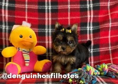 Filhote de Yorkshire Terrier Macho e Fêmea no ABC Paulista Filhote de Yorkshire Terrier Macho e Fêmea no ABC Paulista