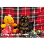 Yorkshire Terrier Filhote de Yorkshire Terrier Macho e Fmea no ABC Paulista