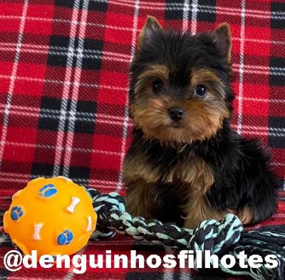 Filhote de Yorkshire Terrier na Grande SP Filhote de Yorkshire Terrier na Grande SP
