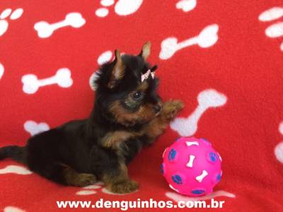 Filhote de Yorkshire Terrier a Venda no ABCD Filhote de Yorkshire Terrier a Venda no ABCD
